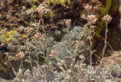 Antennaria rosea confinis