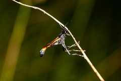 Ammophila pictipennis image