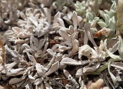 Antennaria rosea confinis