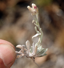 Antennaria rosea confinis
