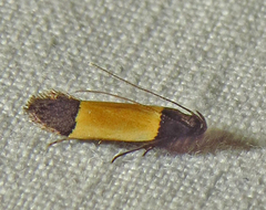 Anacampsis coverdalella