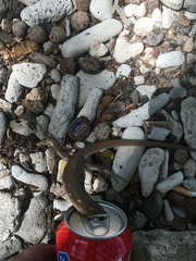 Cnemidophorus murinus