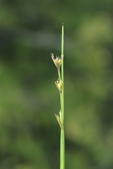 Scleria verticillata