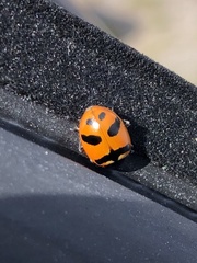 Hippodamia quinquesignata