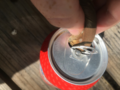 Cnemidophorus murinus