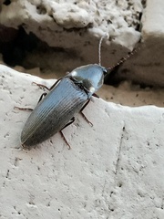 Deilelater mexicanus