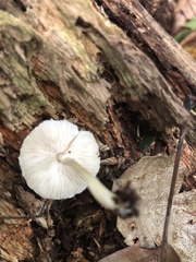 Lepiota forquignonii