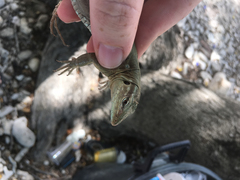 Cnemidophorus murinus