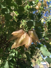 Colutea
