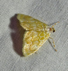 Glaphyria glaphyralis