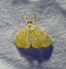 Glaphyria glaphyralis
