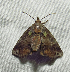 Paectes pygmaea