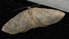 Poecilasthena scoliota