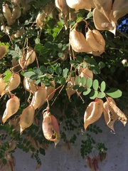 Colutea