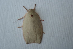 Euchaetis
