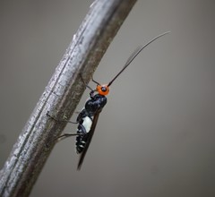 Callibracon capitator