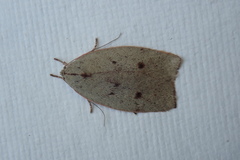 Euchaetis