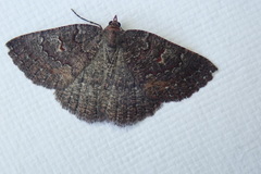 Apodasmia rufonigraria