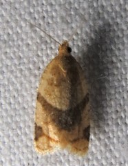 Clepsis penetralis