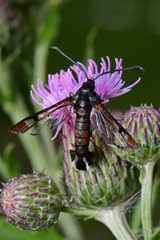 Synanthedon formicaeformis