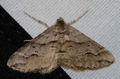 Syneora fractata