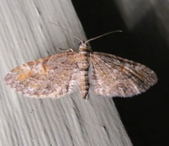 Eupithecia graefii