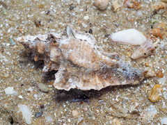Pterochelus triformis