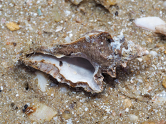 Pterochelus triformis