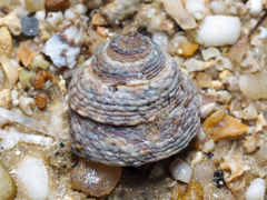 Bembicium vittatum