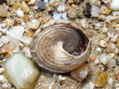 Bembicium vittatum