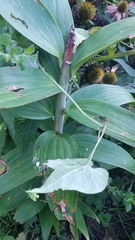 Gloriosa superba