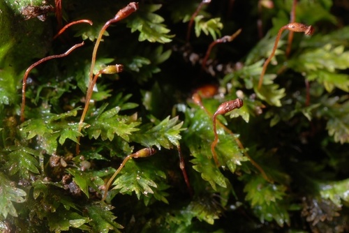 Tiny fern-moss (Mosses and Liverworts of Chiricahua NM) · iNaturalist