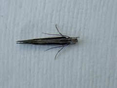 Leptosaces schistopa