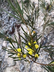 Acacia betchei