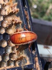 Drymaplaneta heydeniana