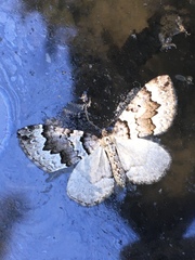 Antepirrhoe fasciata