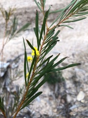 Acacia betchei