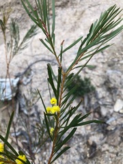 Acacia betchei