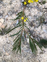 Acacia betchei