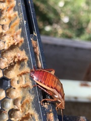 Drymaplaneta heydeniana