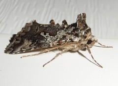 Syngrapha rectangula