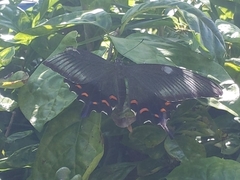 Papilio dehaanii