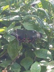 Papilio dehaanii