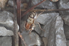 Aglaopteryx gemma