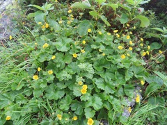 Geum calthifolium nipponicum