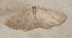 Poecilasthena scoliota