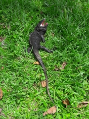 Ctenosaura acanthura