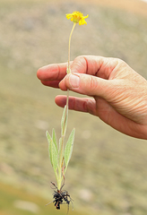 Arnica sonnei