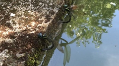 Polycanthagyna melanictera