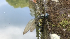 Polycanthagyna melanictera